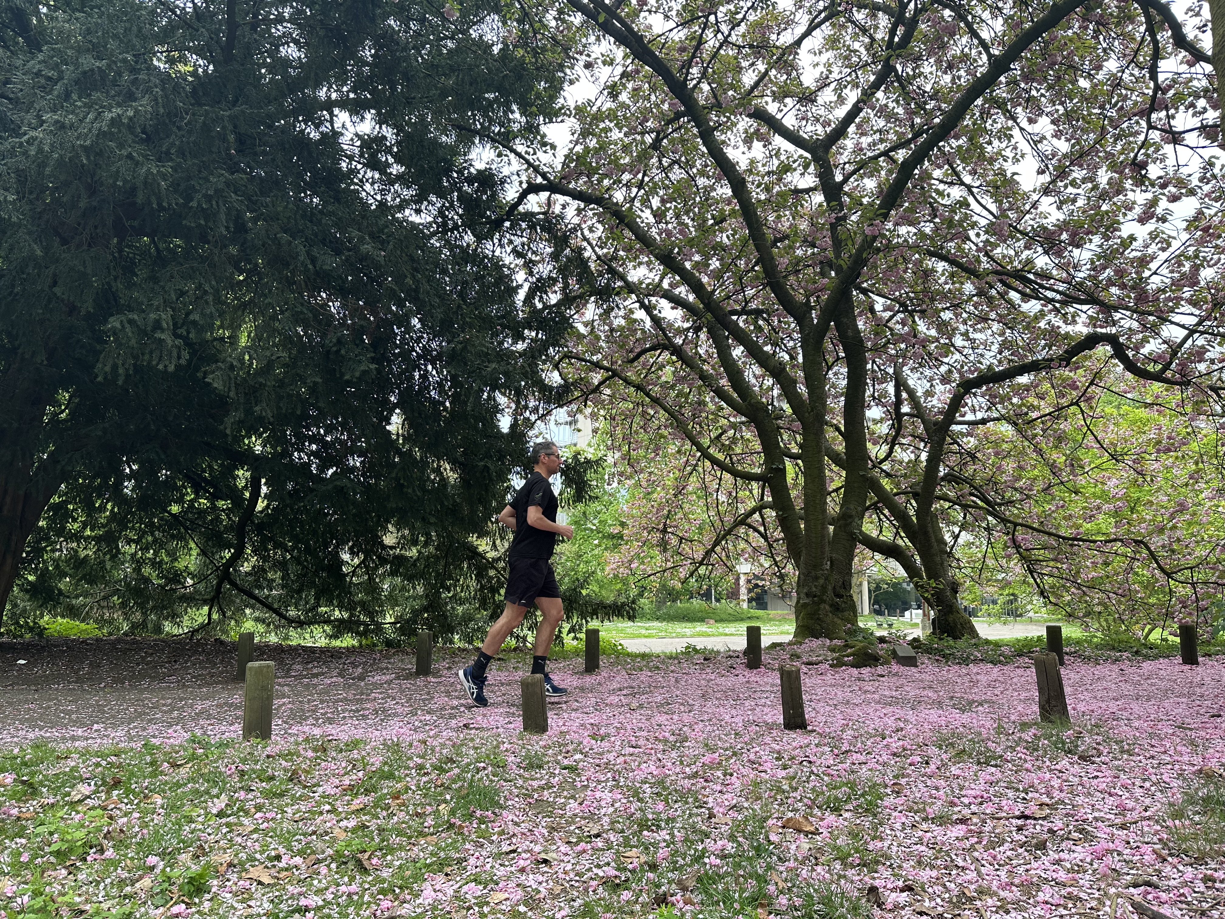 Arno loopt door gevallen bloesemblaadjes